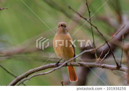 可愛的冬鳥 Daurian Redstart 女性 101938250