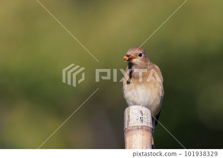 Adorable winter bird Daurian Redstart female Adorable winter bird Daurian Redstart female 101938329