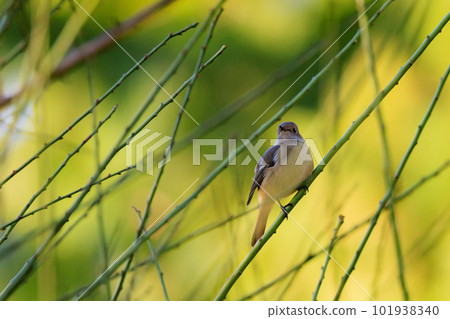 Adorable winter bird Daurian Redstart female Adorable winter bird Daurian Redstart female 101938340