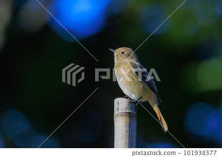 可愛的冬鳥 Daurian Redstart 女性 可愛的冬鳥 Daurian Redstart 女性 101938377