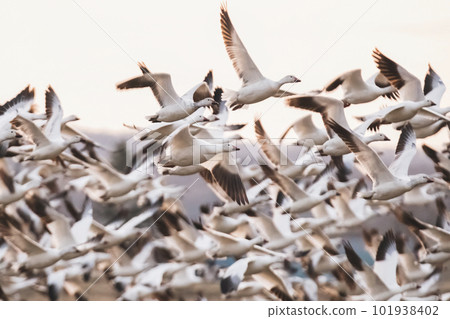 A group of migratory birds 101938402