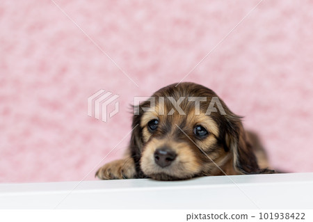 Kaninhen Dachshund Puppies Kaninhen Dachshund Puppies 101938422