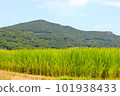 夏季山水稻田景觀 101938433
