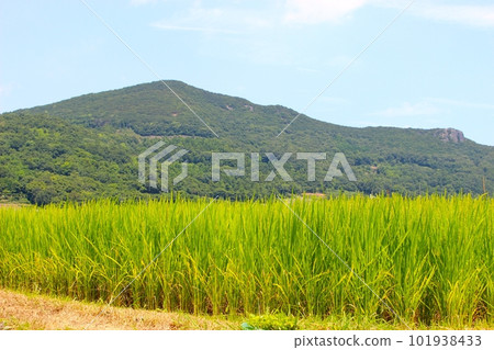 夏季山水稻田景觀 夏季山水稻田景觀 101938433