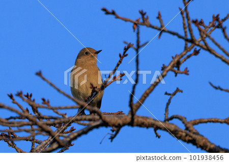 可愛的冬鳥 Daurian Redstart 女性 101938456