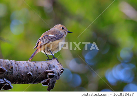 可愛的冬鳥 Daurian Redstart 女性 101938457