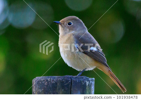 Adorable winter bird Daurian Redstart female 101938478