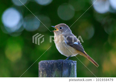 可愛的冬鳥 Daurian Redstart 女性 101938479