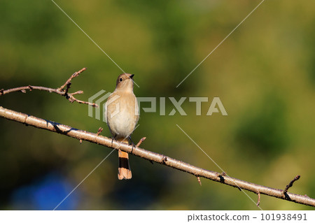 Adorable winter bird Daurian Redstart female Adorable winter bird Daurian Redstart female 101938491