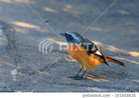 可愛的冬季鳥類達里安Redstart 101938616