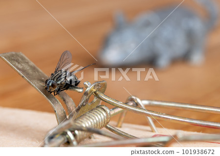 The fly sitting on a mouse trap 101938672