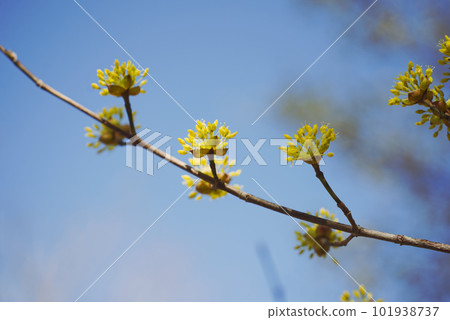 Flower of Sanshui Flower of Sanshui 101938737
