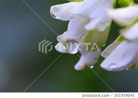 Manyo flower hagi that has been popular for a long time 101939045