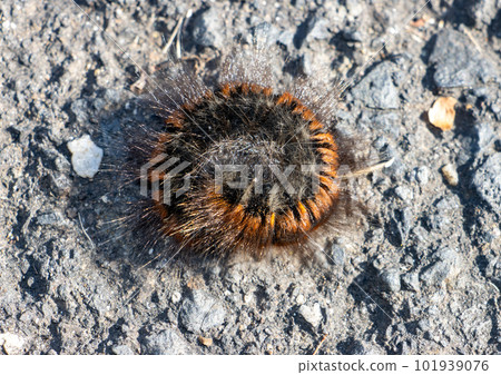 The caterpillar of the fox moth - Macrothylacia rubi is rolled up into a ball, on the road. 101939076