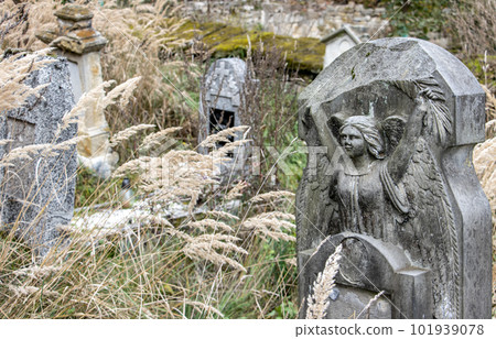 Old tombstones in a rural cemetery overgrown with tall grass Old tombstones in a rural cemetery overgrown with tall grass 101939078