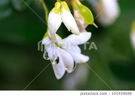 Manyo flower hagi that has been popular for a long time 101939086