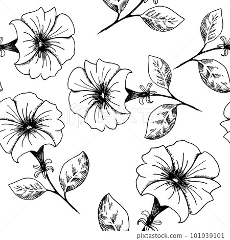 Flower background. Hand-drawn black and white sketch style petunia flowers on a white backdrop. Seamless vector pattern. 101939101