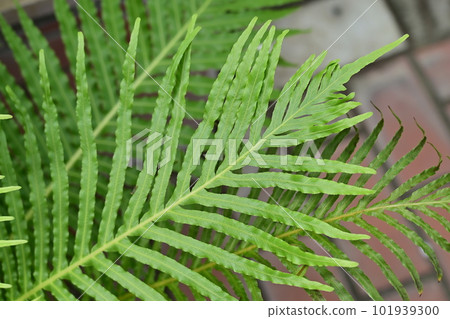 Blecknum Silver Lady (Lyciferaceae) Also popular as interior use in summer Blecknum Silver Lady (Lyciferaceae) Also popular as interior use in summer 101939300