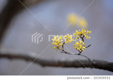 Sanshu in the garden 101939352