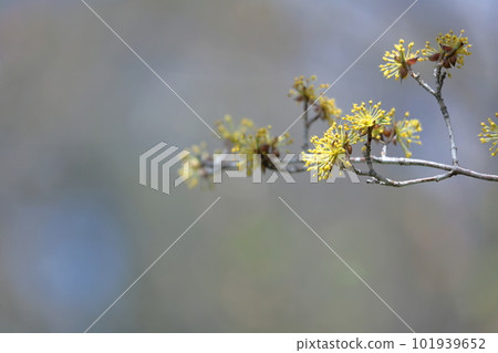 花園裡的三叔 101939652