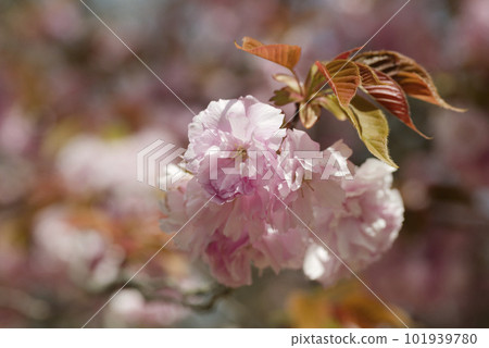 Cherry Blossom	 101939780