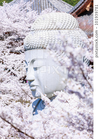 A glimpse from the cherry blossoms A glimpse from the cherry blossoms 101939781