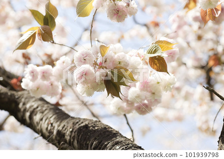 Cherry Blossom	 101939798