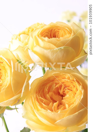 Yellow rose Yellow rose 101939905