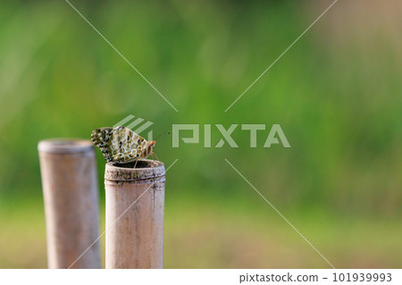 綠色貝母，帶豹紋翅膀，黃色地面上有黑色斑點 101939993