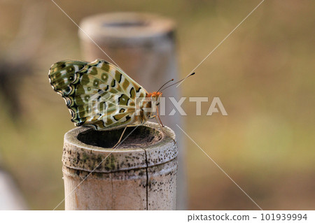 綠色貝母，帶豹紋翅膀，黃色地面上有黑色斑點 101939994
