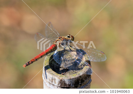 A medium-sized red dragonfly, Miyama Akane, which has a distinctive thick band on its wings and can be seen until around November. A medium-sized red dragonfly, Miyama Akane, which has a distinctive thick band on its wings and can be seen until around November. 101940063