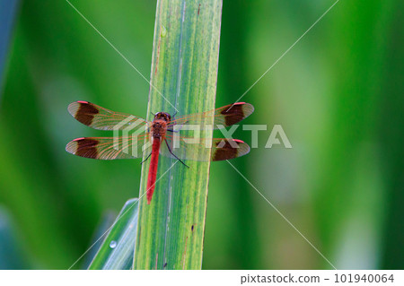 A medium-sized red dragonfly, Miyama Akane, which has a distinctive thick band on its wings and can be seen until around November. A medium-sized red dragonfly, Miyama Akane, which has a distinctive thick band on its wings and can be seen until around November. 101940064
