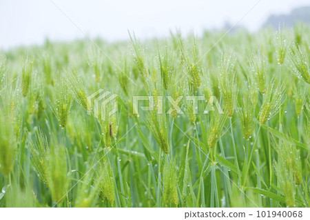 ears of wheat with fruit 101940068