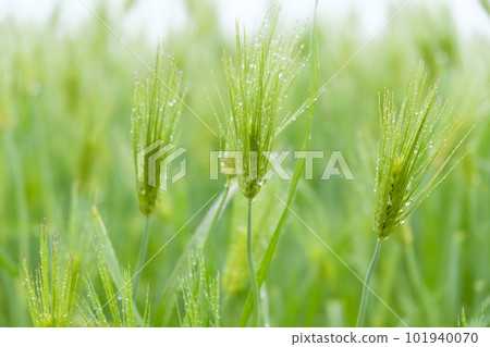 ears of wheat with fruit 101940070