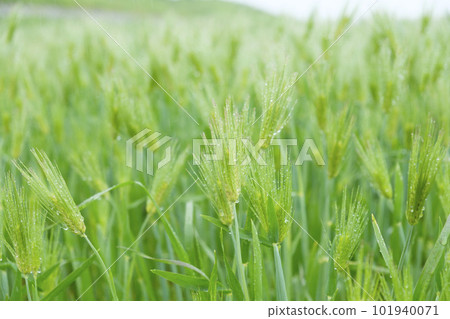 ears of wheat with fruit 101940071