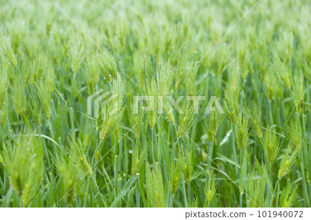 ears of wheat with fruit 101940072