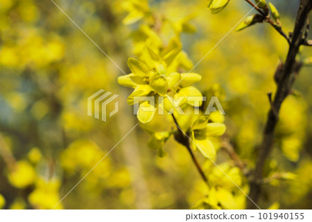 Forsythia flower 101940155