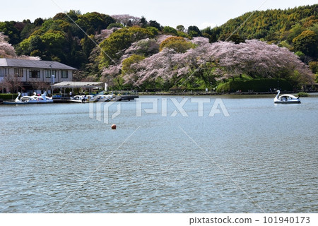 藤枝市蓮花池公園蓮花池、船台、櫻花盛開 藤枝市蓮花池公園蓮花池、船台、櫻花盛開 101940173