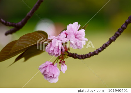 Azaleas appear everywhere from late April Azaleas appear everywhere from late April 101940491
