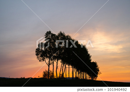 黃昏時分，北海道美瑛鎮白樺樹成蔭 101940492