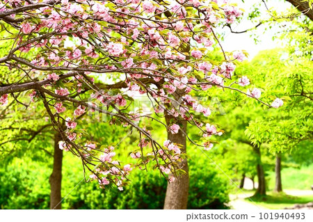 從四月下旬開始到處都是杜鵑花 從四月下旬開始到處都是杜鵑花 101940493