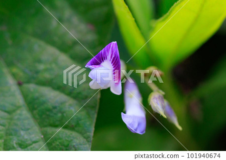 An annual herbaceous soybean climbing on roadsides and forest edges 101940674