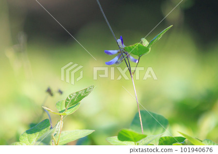 An annual herbaceous soybean climbing on roadsides and forest edges 101940676