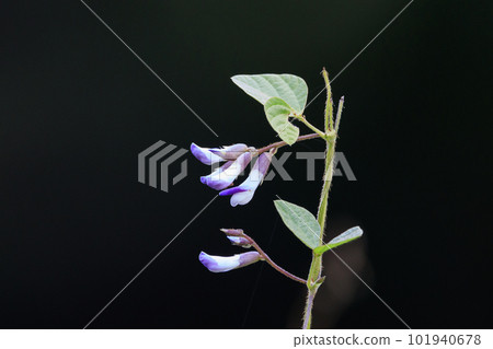 An annual herbaceous soybean climbing on roadsides and forest edges 101940678