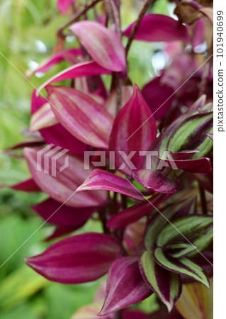 Tradescantia sebrina（鴨茅科） 101940699