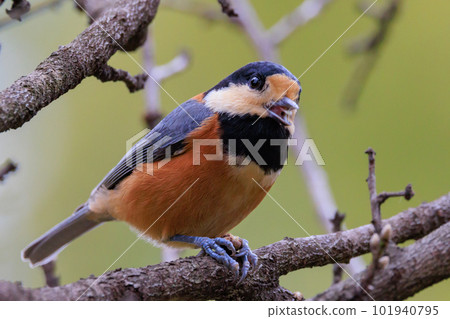 Varied tit, a dexterous bird that imitates singing and performs tricks Varied tit, a dexterous bird that imitates singing and performs tricks 101940795
