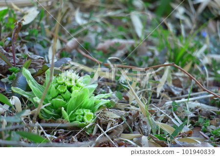 Sprout from under the first snow in spring 101940839