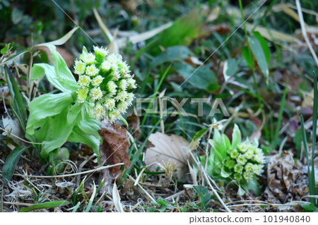 Sprout from under the first snow in spring Sprout from under the first snow in spring 101940840