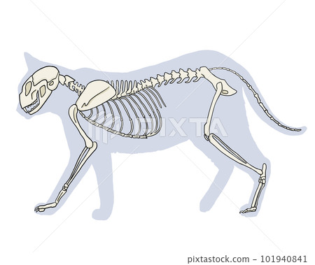 Cat skeleton (no name) 101940841