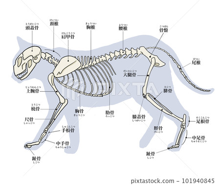 cat skeleton - Stock Illustration [101940845] - PIXTA